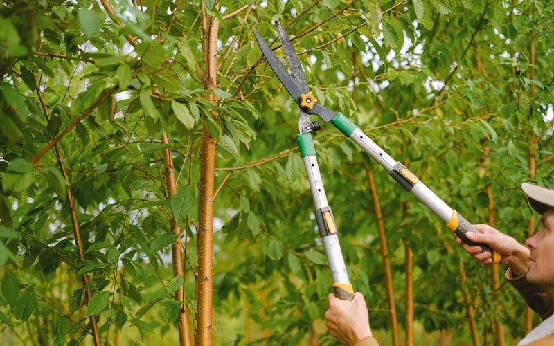 Tree trimming in Spearfish, SD
