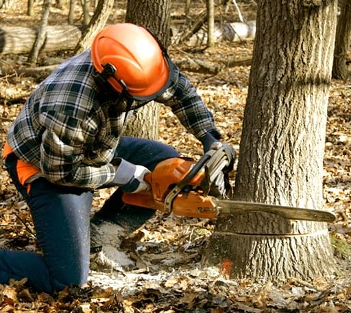 Tree Removal in Spearfish, SD